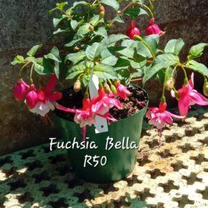Fuchsia Bella